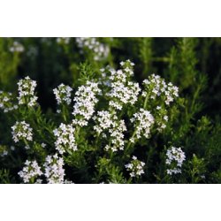 Lakshmi - Thyme Linalol, France, 10 ml.