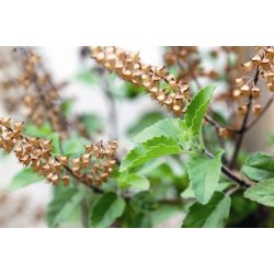 Lakshmi -  BasilicumTulsi, India, 10 ml. 