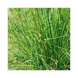 Lakshmi - Vetiver extra, Indonesia, 5 ml. 