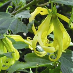 Lakshmi - Ylang ylang, Madagascar, 10 ml.