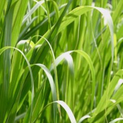 Lakshmi - Ahibero, Madagascar, 10 ml. 