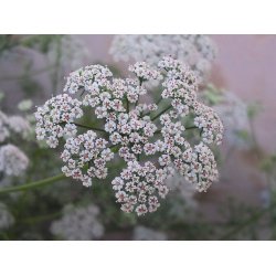 Lakshmi - Ajowan, India, 10 ml.