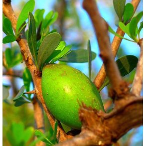 Lakshmi - Argan Olie 30 ml