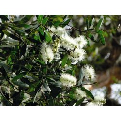 Lakshmi - Cajeput, Vietnam, 10 ml.