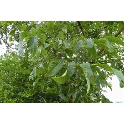 Lakshmi - Elemi, Philippines, wild, 10 ml.