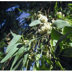 Lakshmi - Eucalyptus Citriodora, Brasil, 10 ml.