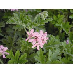Lakshmi - Geranium Rose, 10 ml.