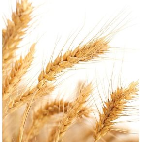 Lakshmi - Hvedekimsolie, 100 ml