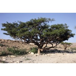 Lakshmi - Frankincense, Ethiopia, wild, 5 ml.