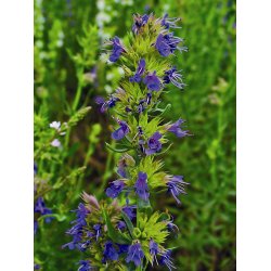 Lakshmi -  Isop Decumbens, Spain, 5 ml. 