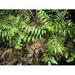 Lakshmi - Katrafay, Madagascar, 10 ml.