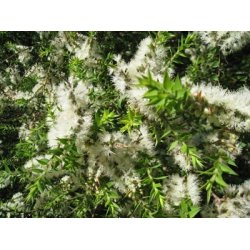 Lakshmi - Kunzea, Australia, 10 ml.