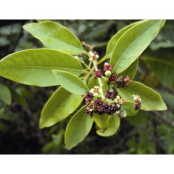 Lakshmi - Sandelwood, India, 2 ml.