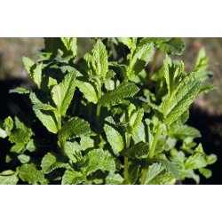 Lakshmi - Pebermint, Bulgaria, 10 ml.