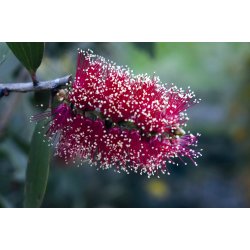 Lakshmi - Niaouli, Madagascar, 10 ml. 