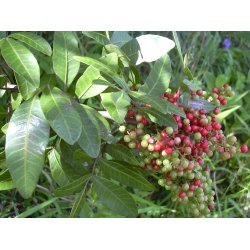 Lakshmi - Pink Peppercorn, 10 ml.