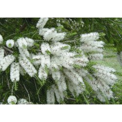 Lakshmi - Tea Tree, Australia, 10 ml.