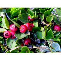 Lakshmi - Wintergreen, Nepal, 10 ml.